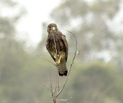 Falco moluccensis