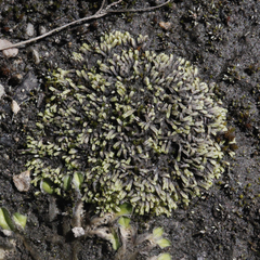 Riccia multifida
