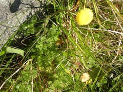 Cotula discolor