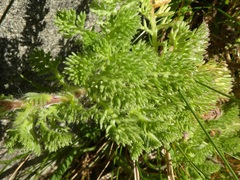 Cotula discolor