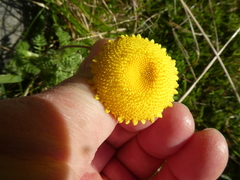 Cotula discolor