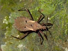 Petalocheirus malayus