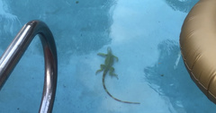 Iguana iguana