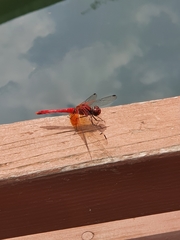 Sympetrum speciosum