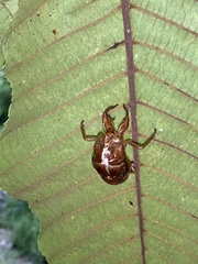 Graptopsaltria nigrofuscata