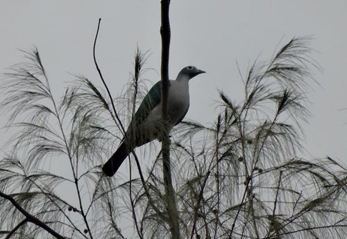 Spectacled Imperial-Pigeon