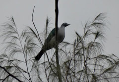 Ducula perspicillata