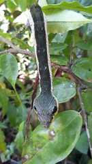 Hemeroplanes triptolemus