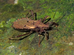 Petalocheirus malayus