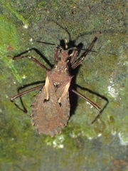 Petalocheirus malayus