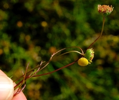 Cotula filifolia