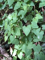 Codonopsis javanica japonica