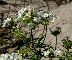 Polycarena capensis