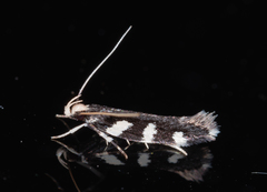 Macrobathra astrota