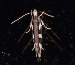 Macrobathra astrota