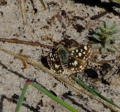 Spialia