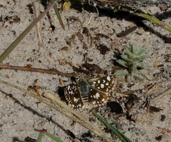 Spialia