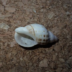 Agnewia tritoniformis