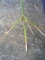 Cyperus gymnocaulos