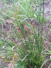 Cyperus gymnocaulos