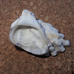 Saccostrea glomerata