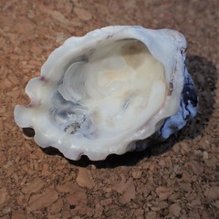 Saccostrea glomerata