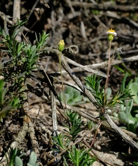 Felicia hyssopifolia