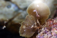 Lobophora variegata