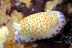 Chromodoris ambigua