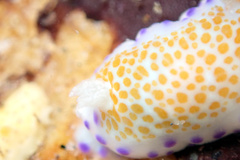 Chromodoris ambigua