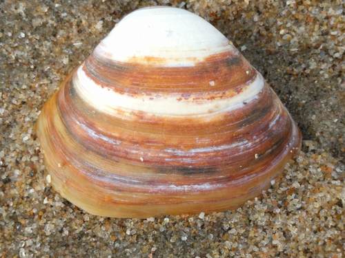 Cut Trough Shell, Noordwijk, Zuid-Holland, Netherlands, photo 9 of 10