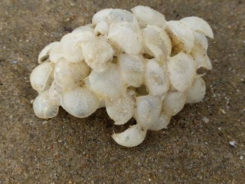 Common Whelk, Noordwijk, Zuid-Holland, Netherlands, photo 9 of 10