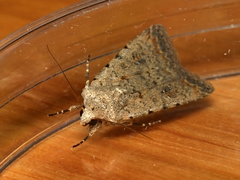 Caradrina clavipalpis