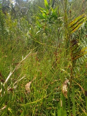 Sporadanthus interruptus