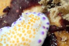 Chromodoris ambigua