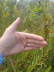 Sporadanthus interruptus