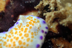 Chromodoris ambigua