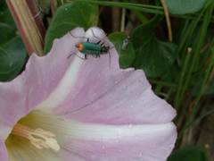 Clanoptilus marginellus