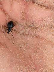 Otiorhynchus atroapterus