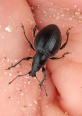 Otiorhynchus atroapterus