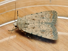 Caradrina clavipalpis