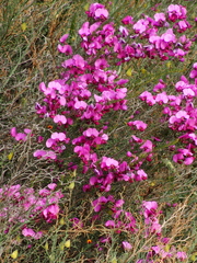 Gompholobium scabrum