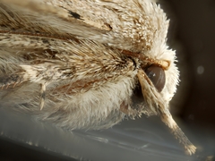 Caradrina clavipalpis