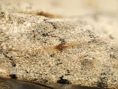 Caradrina clavipalpis