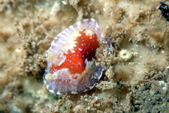 Chromodoris alternata