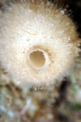 Leucosolenida