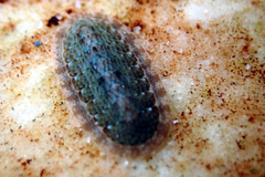 Ischnochiton thomasi