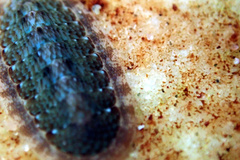 Ischnochiton thomasi