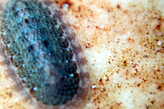 Ischnochiton thomasi