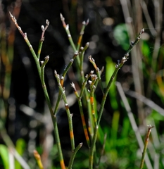 Limonium purpuratum
